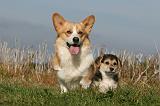 CORGI PEMBROKE 988